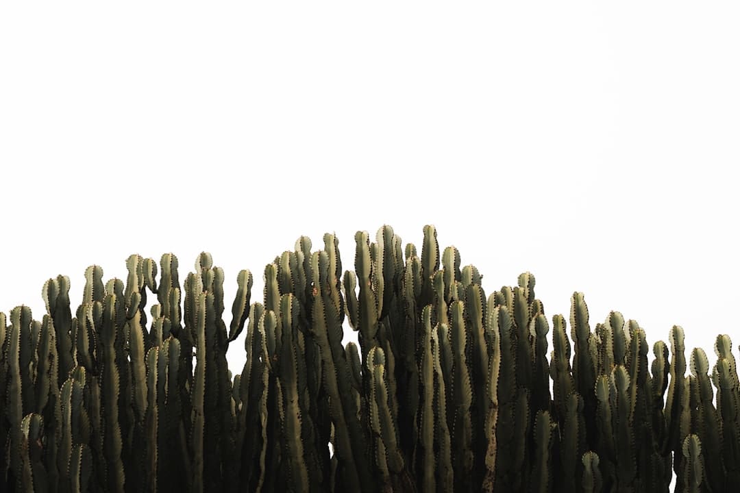 基孔肯雅热，怎样防如何治？